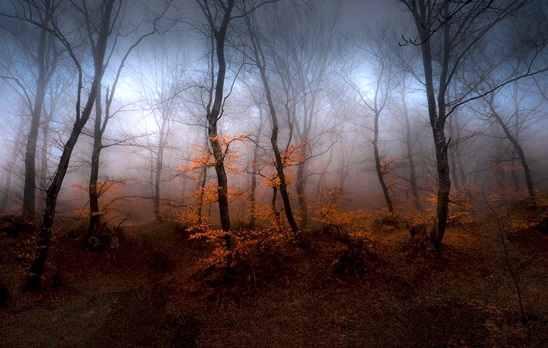 Осенний лес тумане Южаков