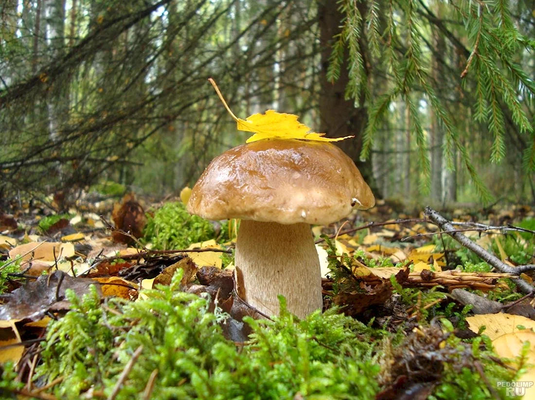 Осенний лес Вологодчина