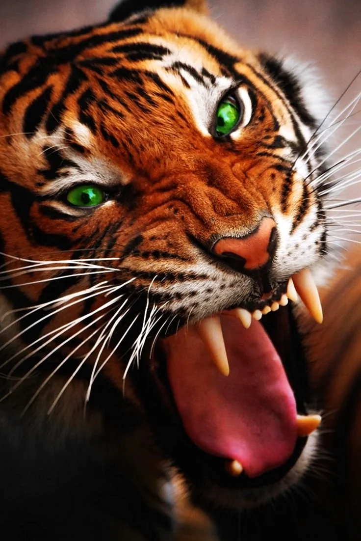 Оскал тигра тигра