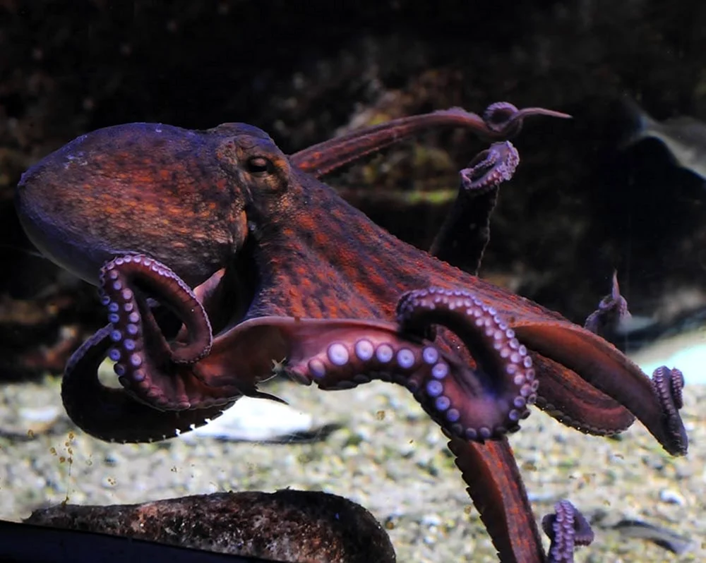 Осьминог Octopus vulgaris