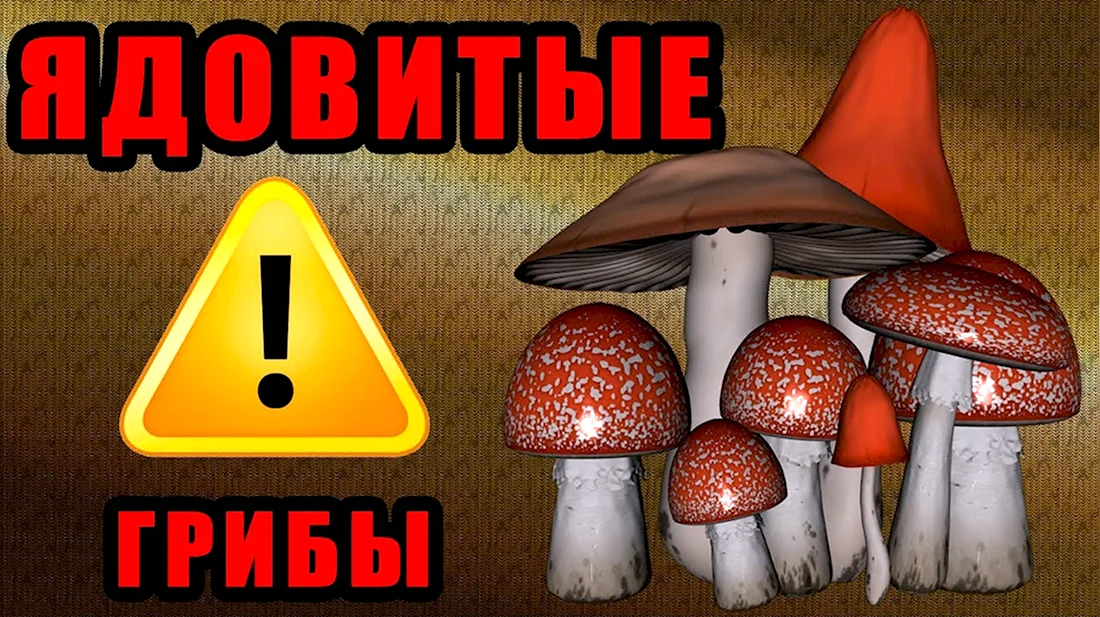 Осторожно грибы