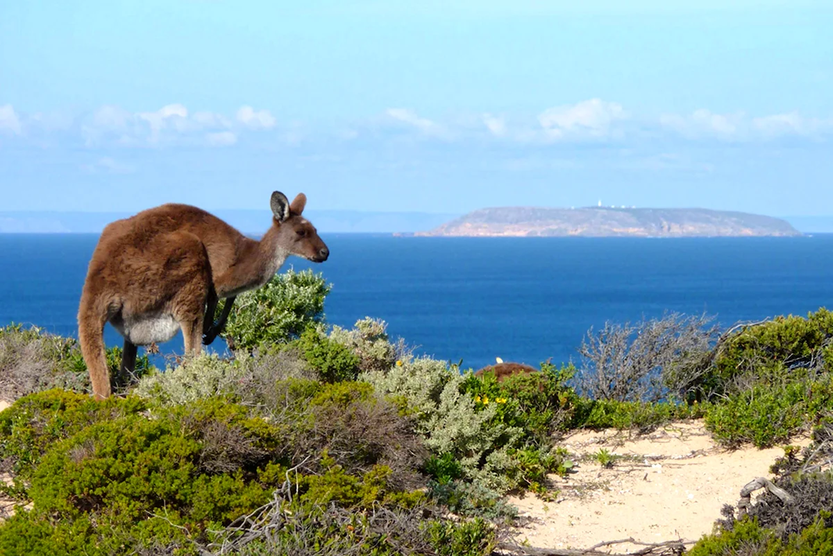 Остров кенгуру в Австралии