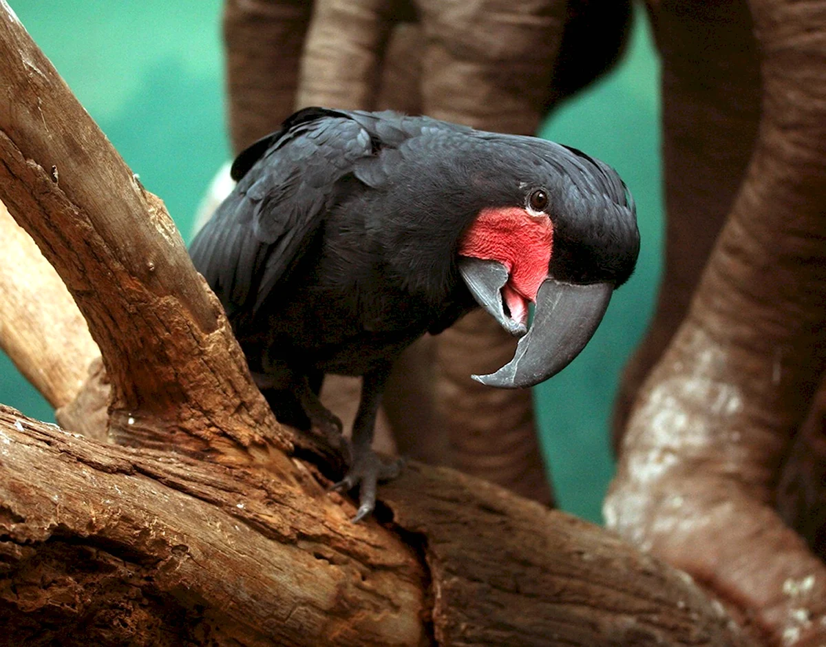 Остров Праслин черный попугай