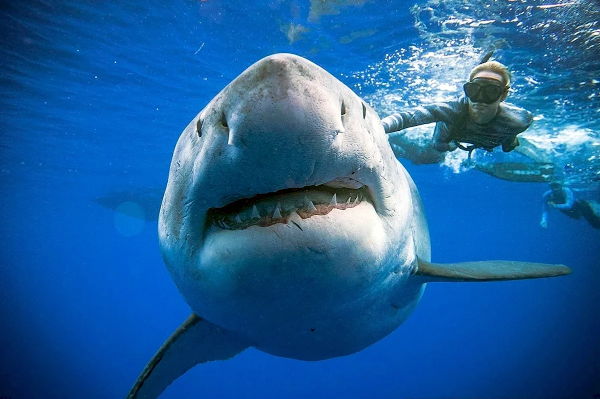 Оушен Рамси белая акула