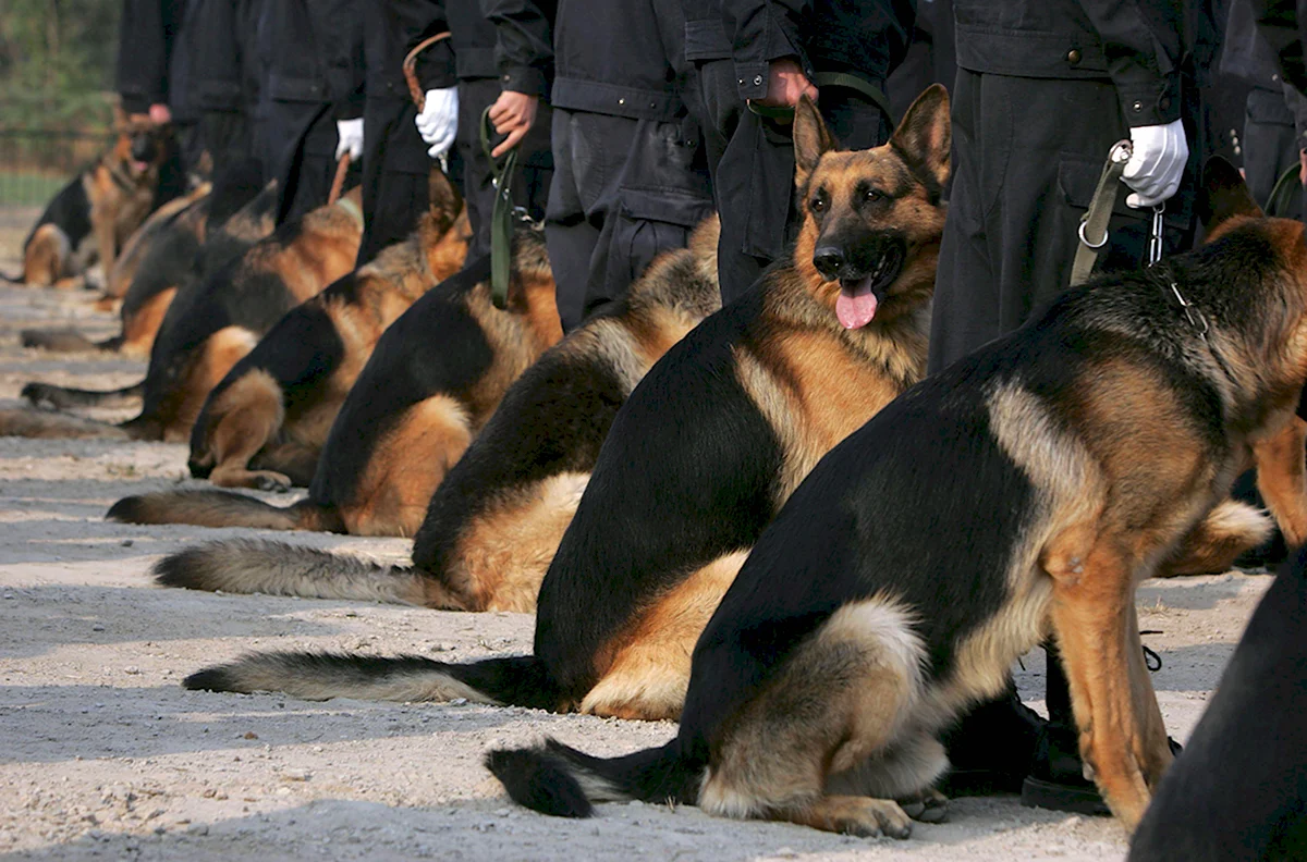 Police k9 немецкая овчарка. Немецкая овчарка медалист. Немецкая овчарка служебная собака. Немецкая овчарка поводырь.