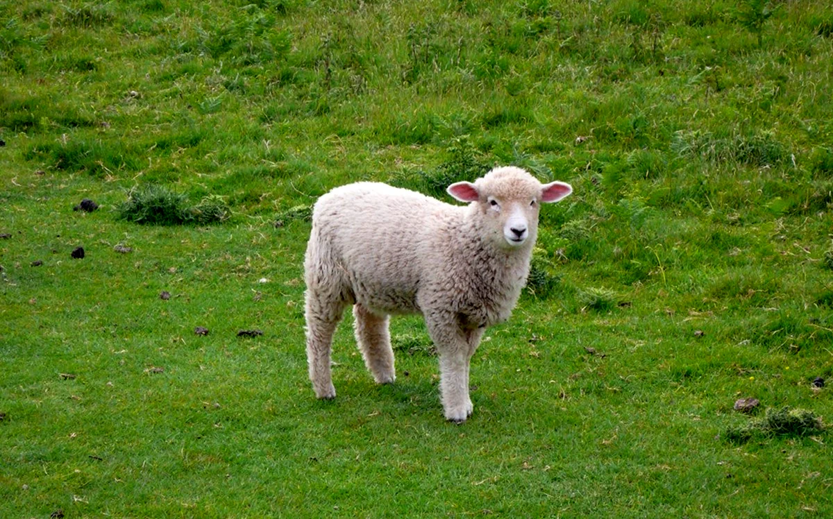 Овца Долли