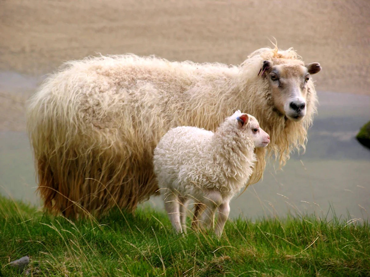 Овцы породы Вале-Блэкноз