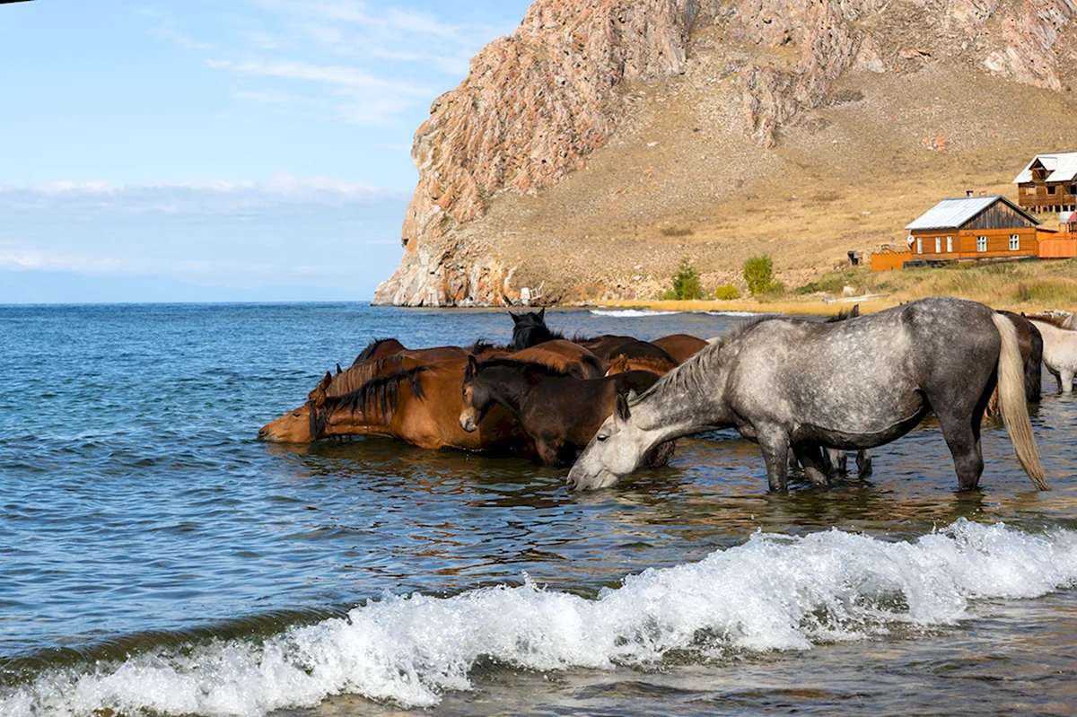 Озеро Байкал животный мир