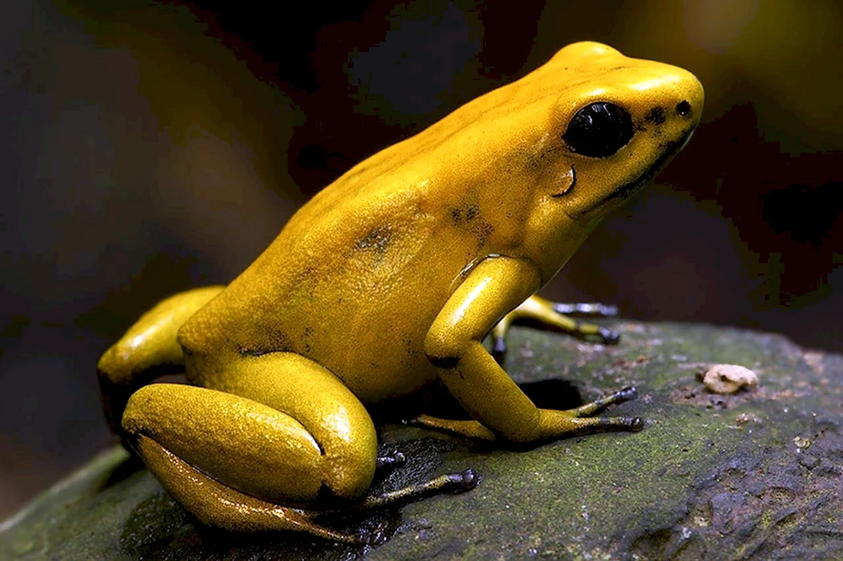 Панамская Золотая лягушка