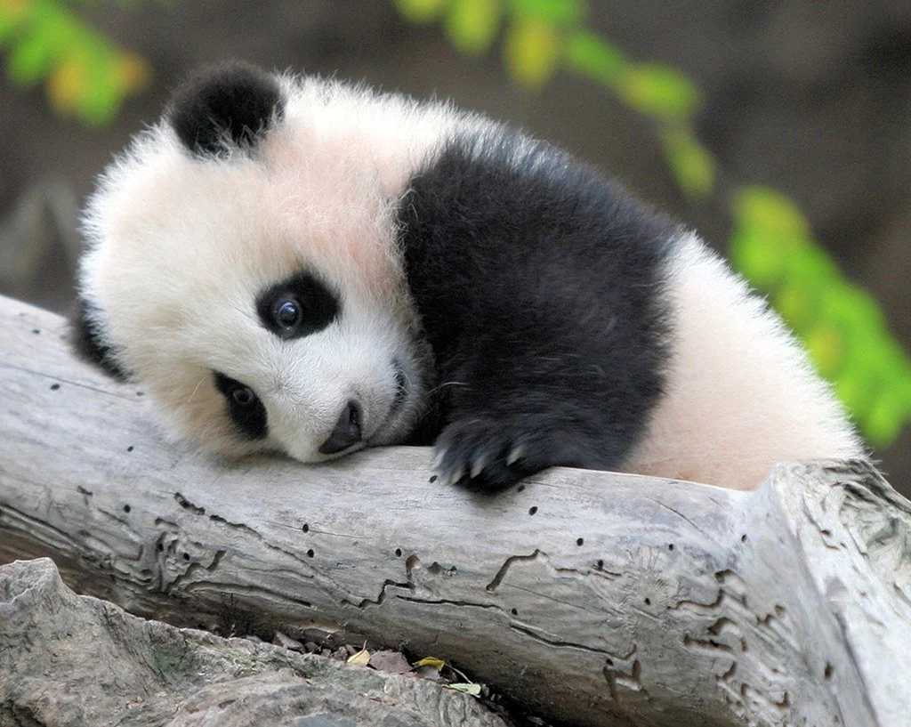 Панда маленькая детёныш