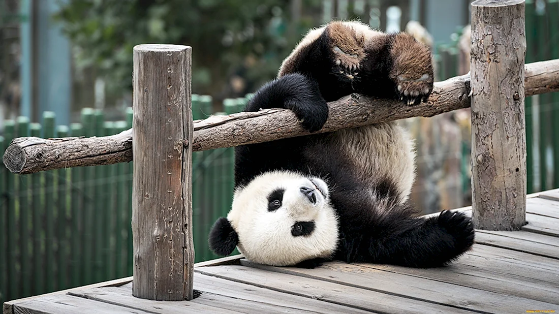 Панда на бревне