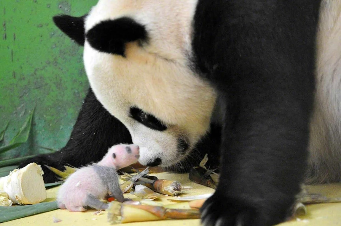 Панда с детёнышем