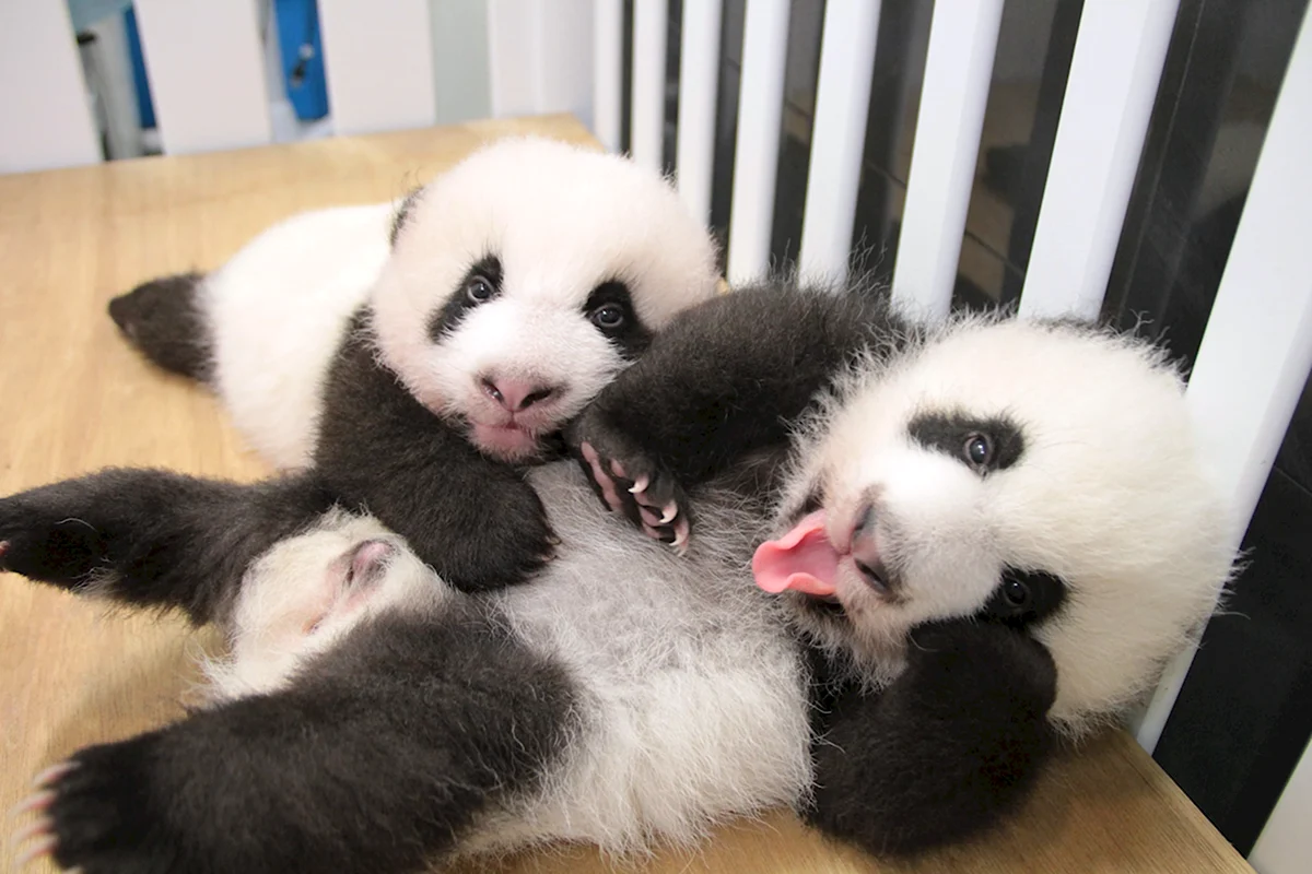 Панда с детёнышем