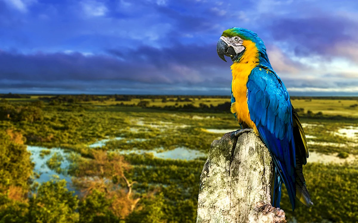 Pantanal попугаи Бразилии