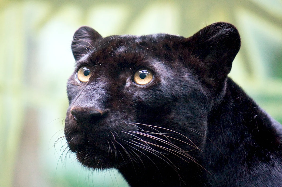 Пантера Шварцера» 2014 черная пантера
