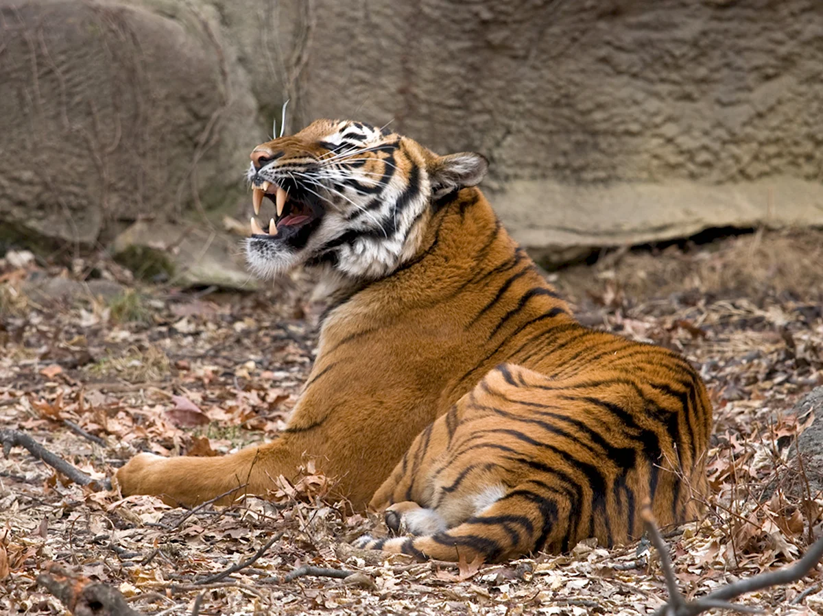 Panthera Tigris Jacksoni