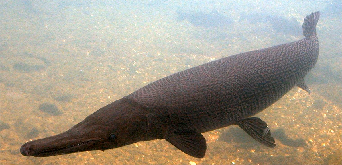 Панцирная щука рыба-Аллигатор