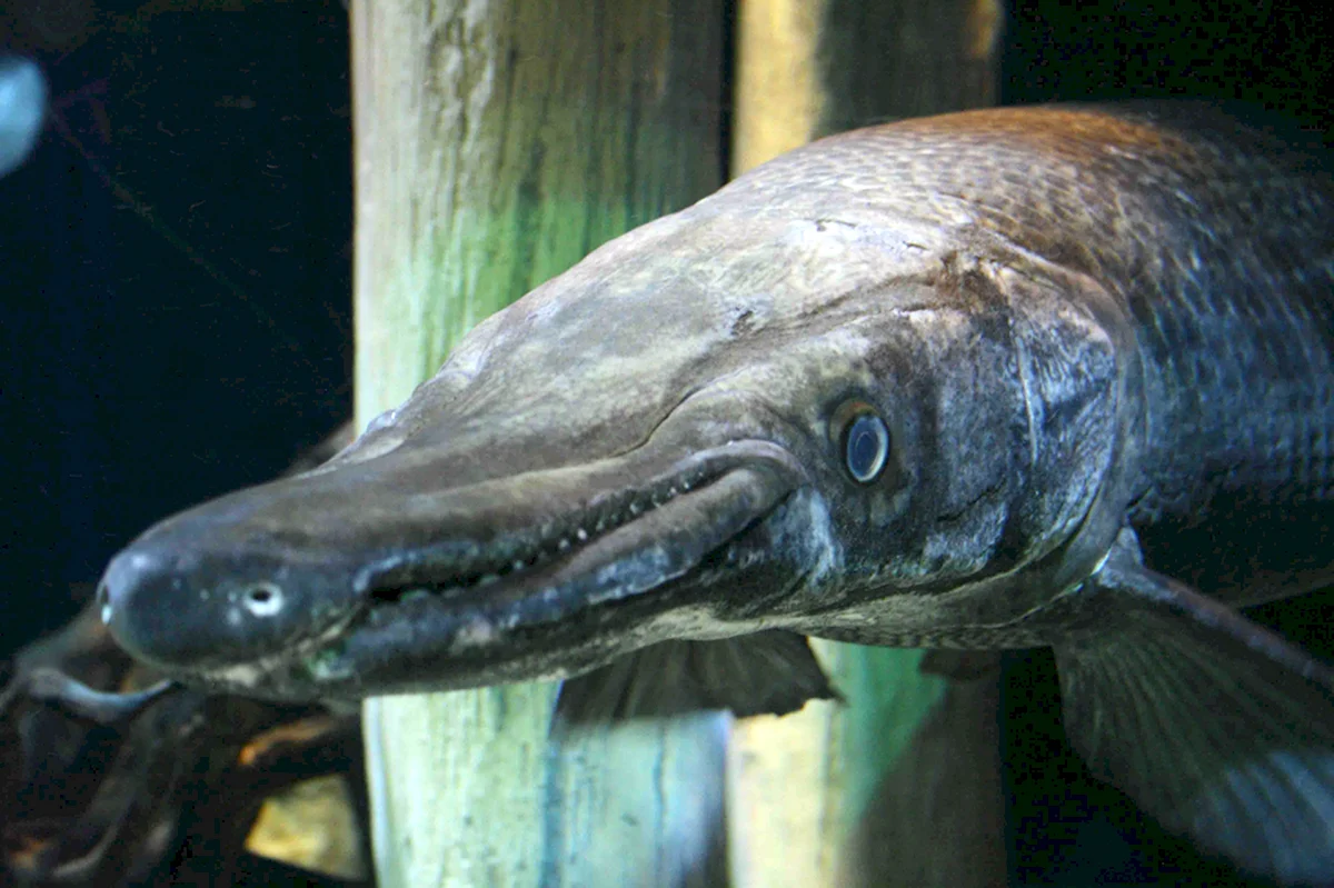 Панцирная щука рыба-Аллигатор