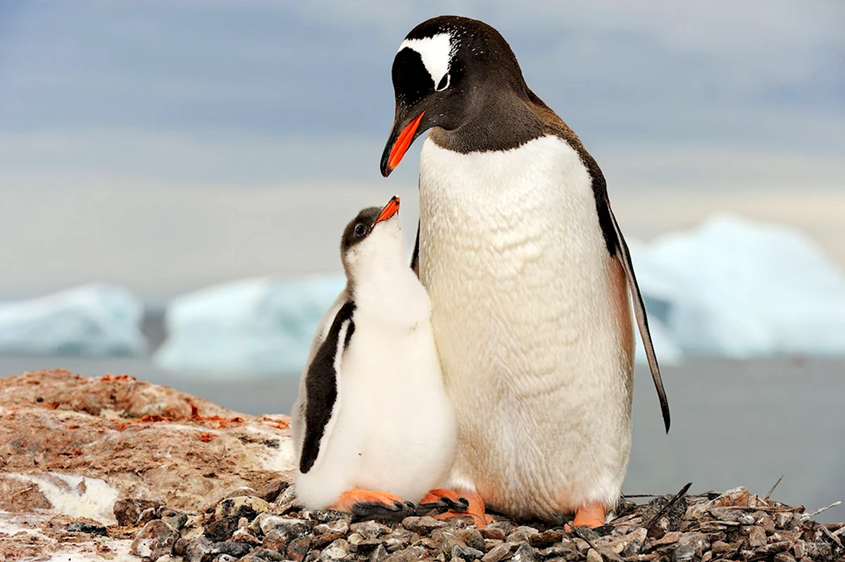 Папуанский Пингвин