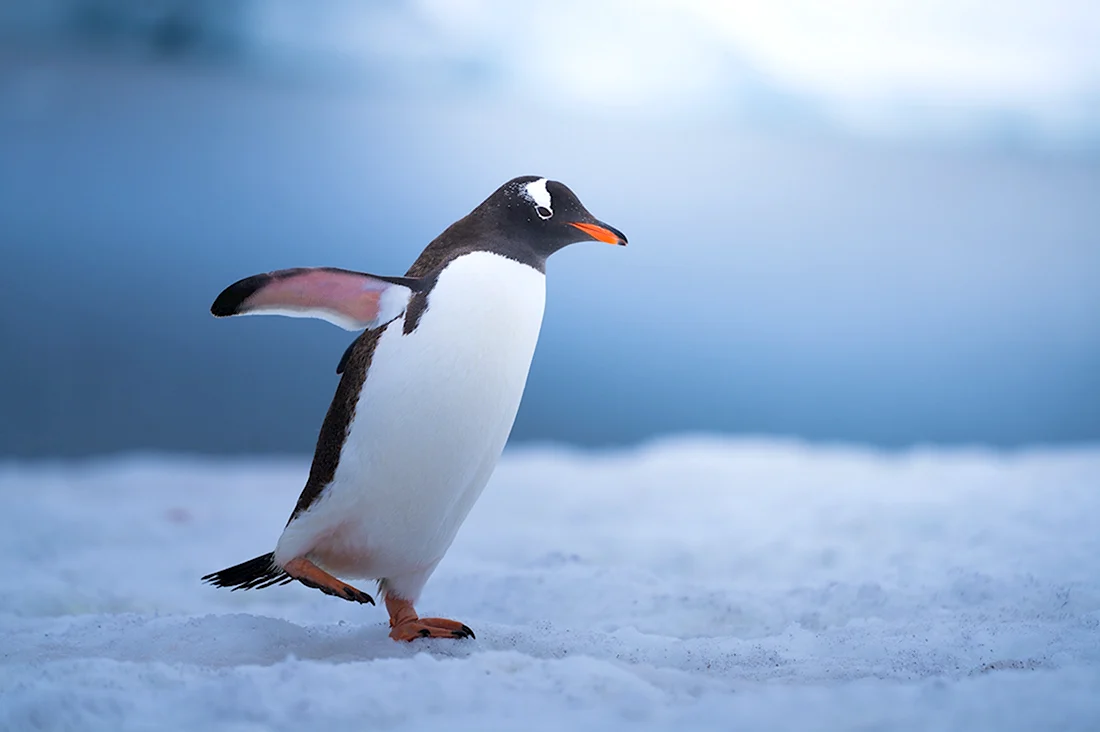 Папуанский Пингвин Антарктида