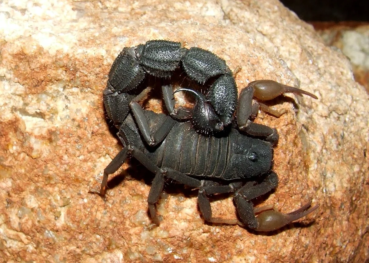 Parabuthus transvaalicus Скорпион