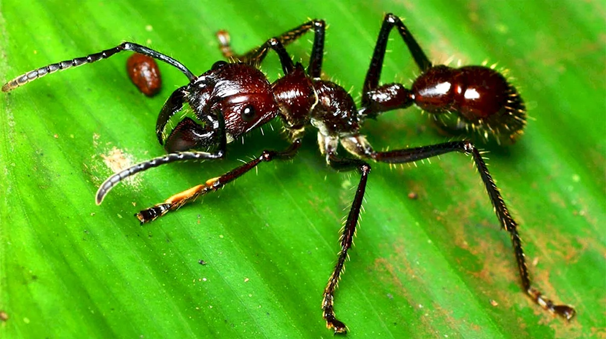 Paraponera муравей