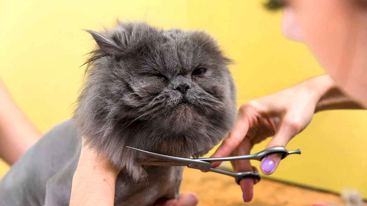 Парикмахер для котов