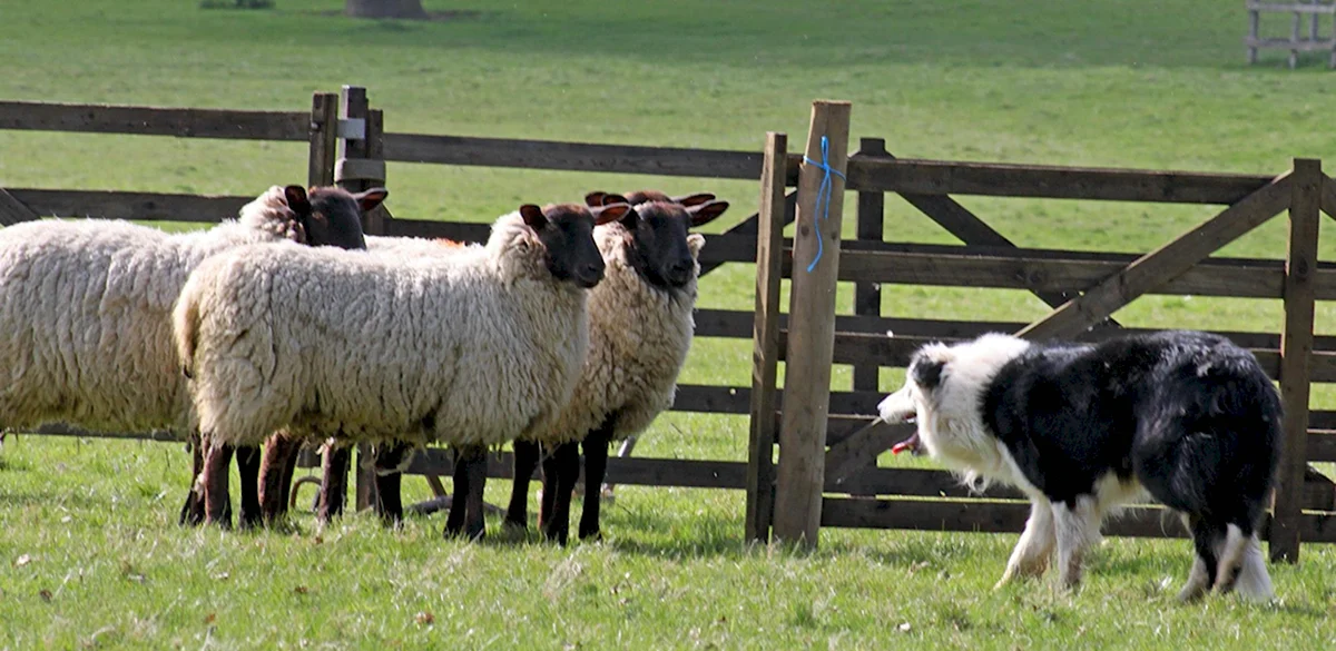 Пастбищно-стойловая система в овцеводстве