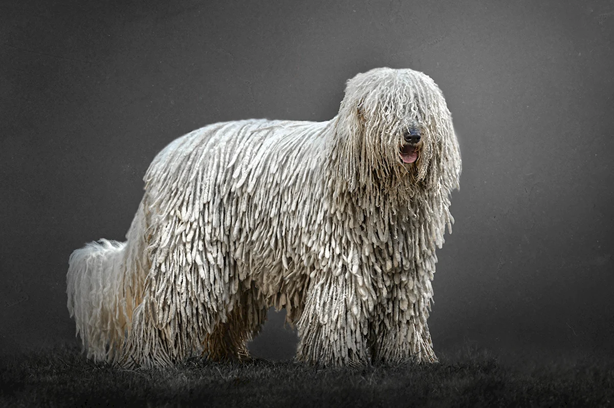 Пастушья собака белая с длинной шерстью