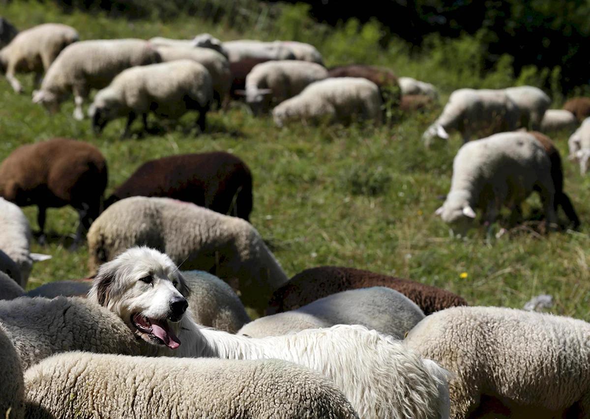 Пастушья собака для овец
