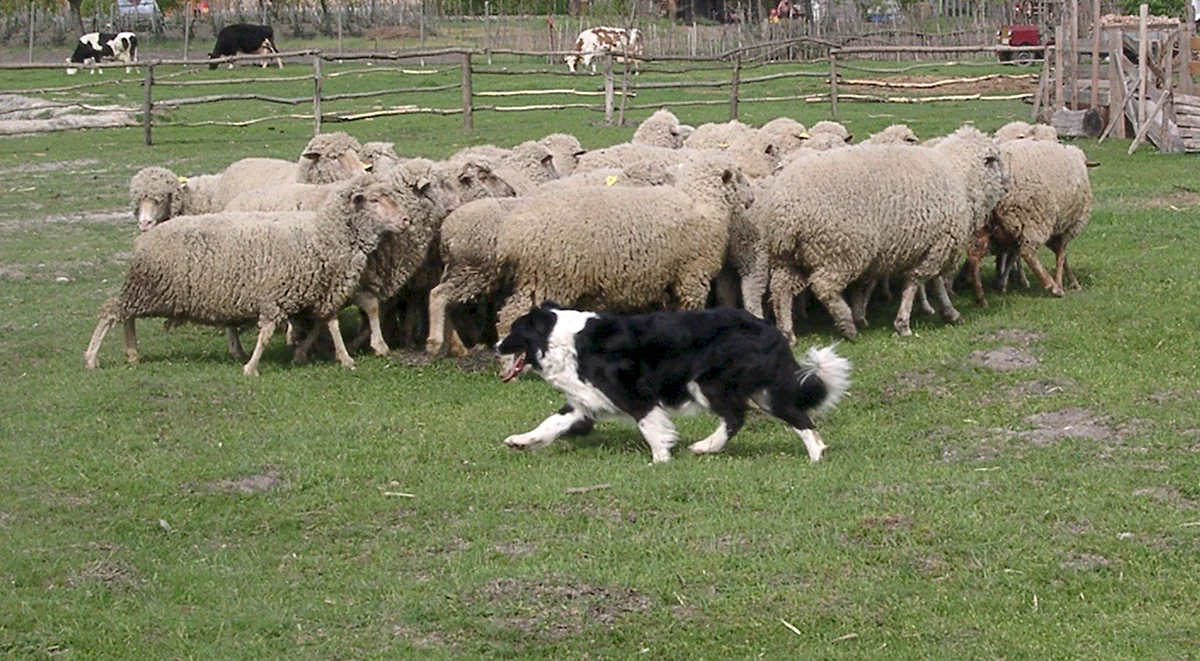 Пастушья собака для овец