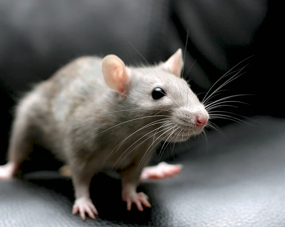 Пацюк крыса