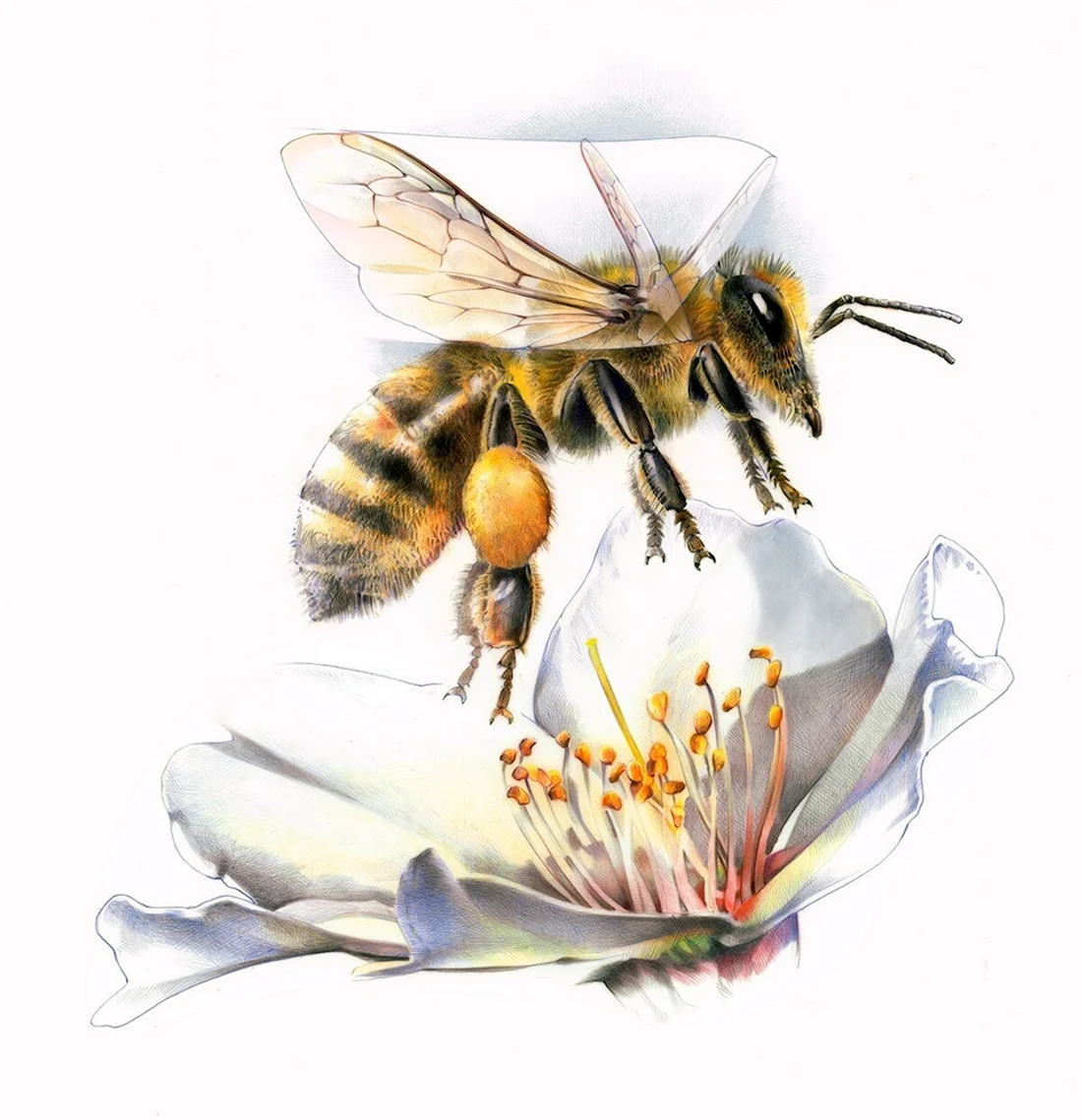 Пчела на цветке арт