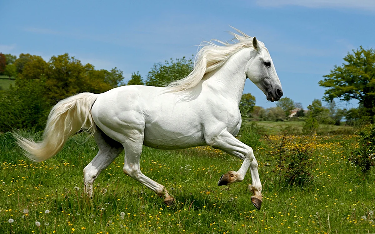 Пегая Андалузская лошадь