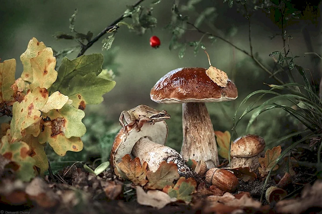 Пейзаж с грибами