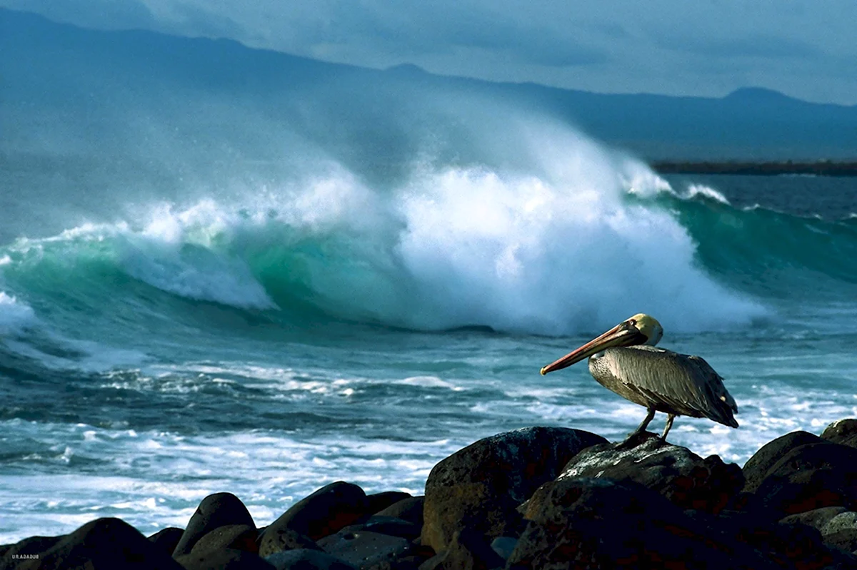 Пеликаны Галапагосских островов