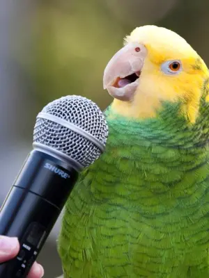 Пение волнистых попугайчиков