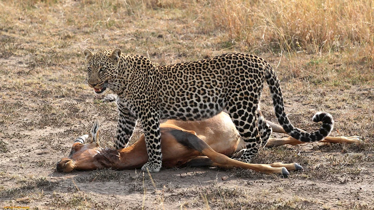 Переднеазиатский леопард охота