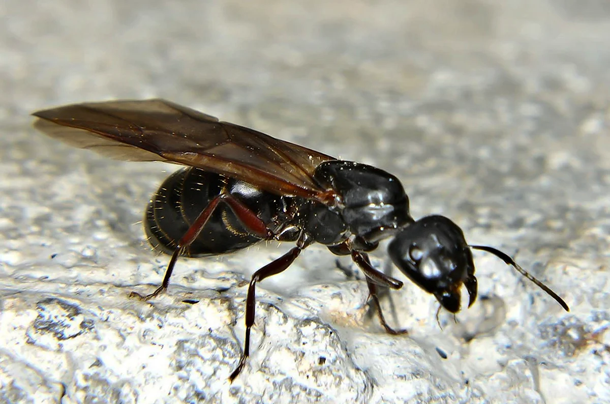 Перепончатокрылые муравьи