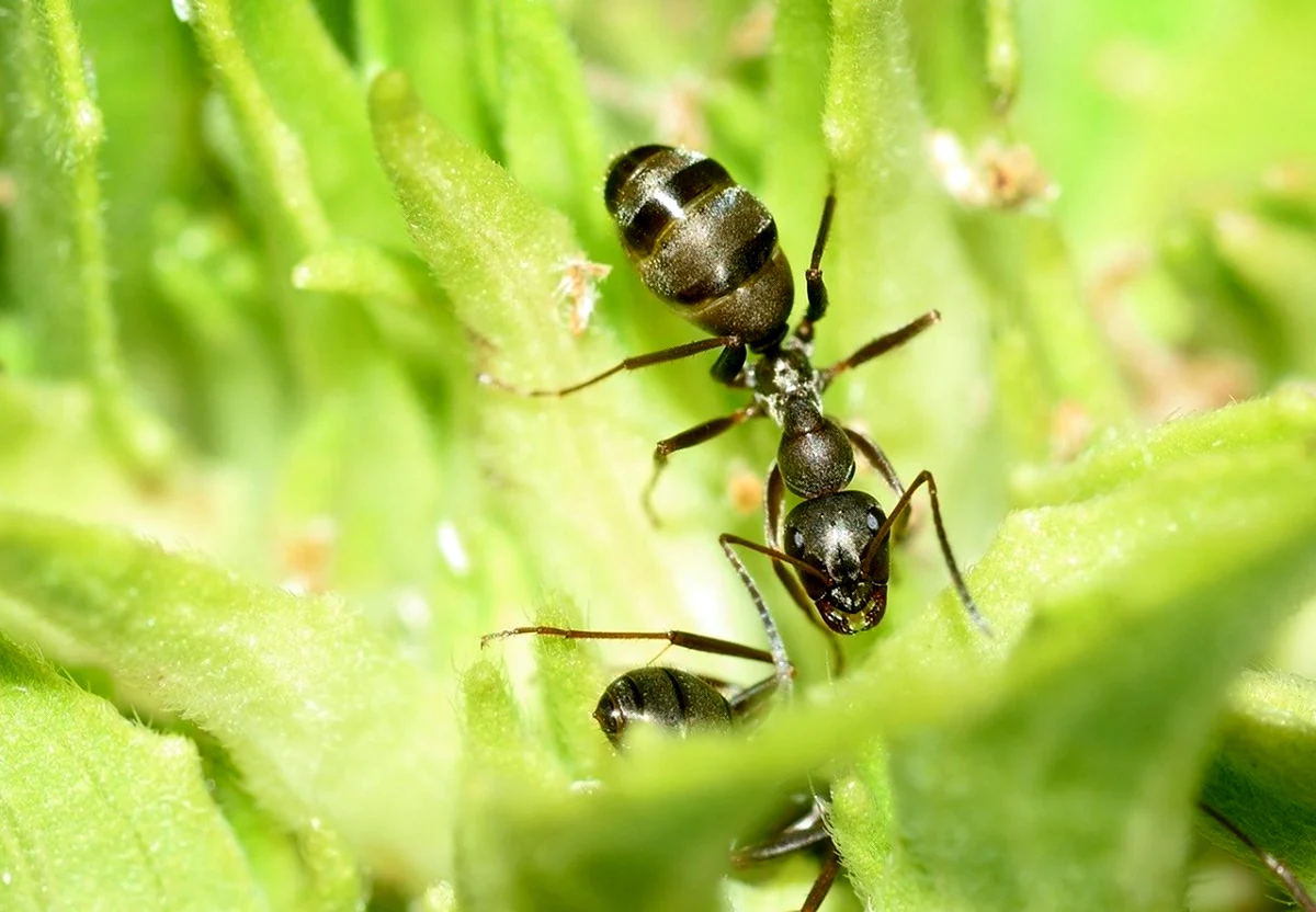 Перепончатокрылые муравьи