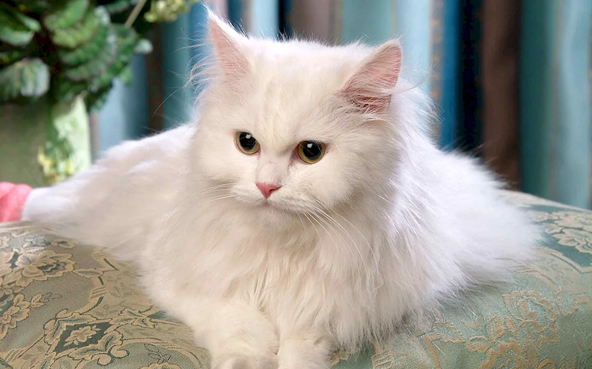 Персидская ангора кошка