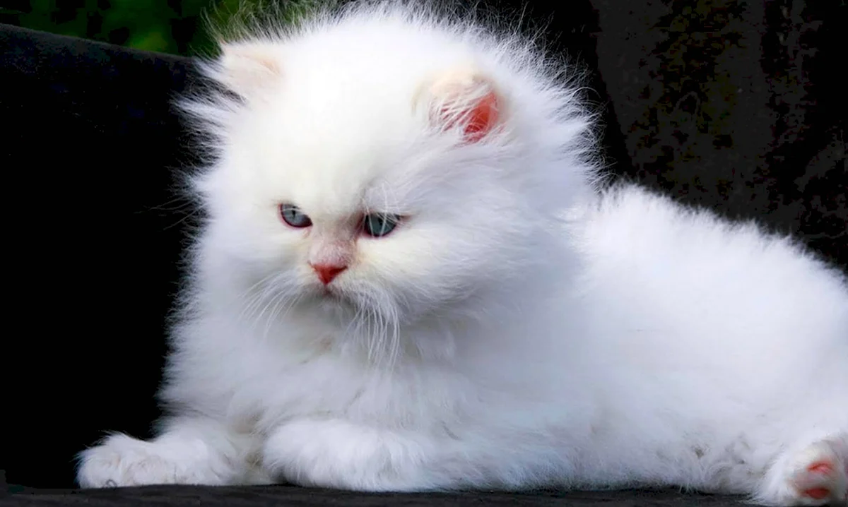 Персидская кошка альбинос