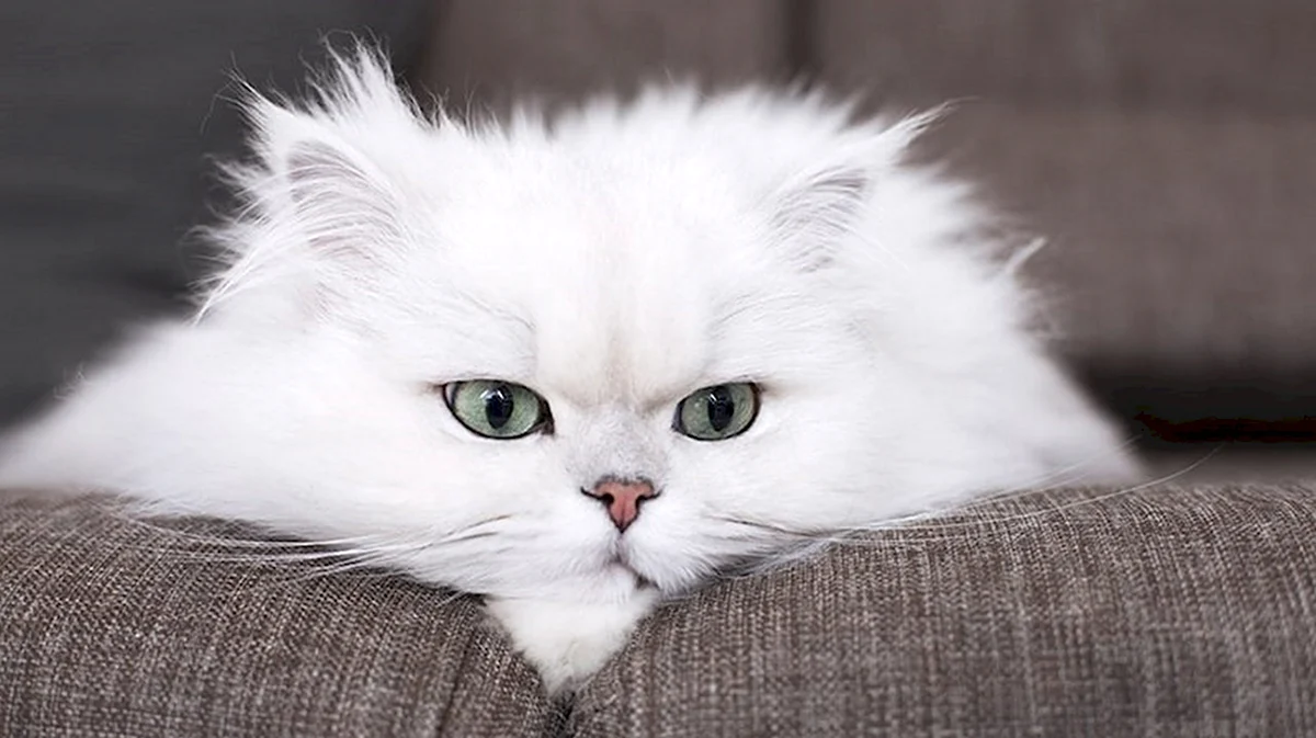 Персидская кошка гипоаллергенная
