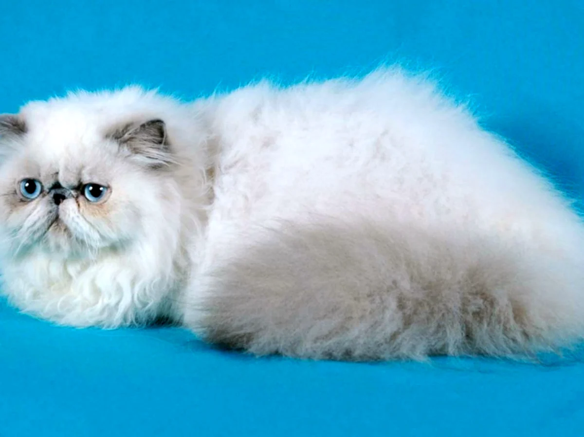 Персидская кошка окрас бело серый