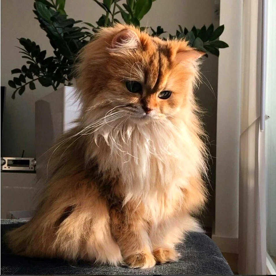 Персидская шиншилла кошка рыжая