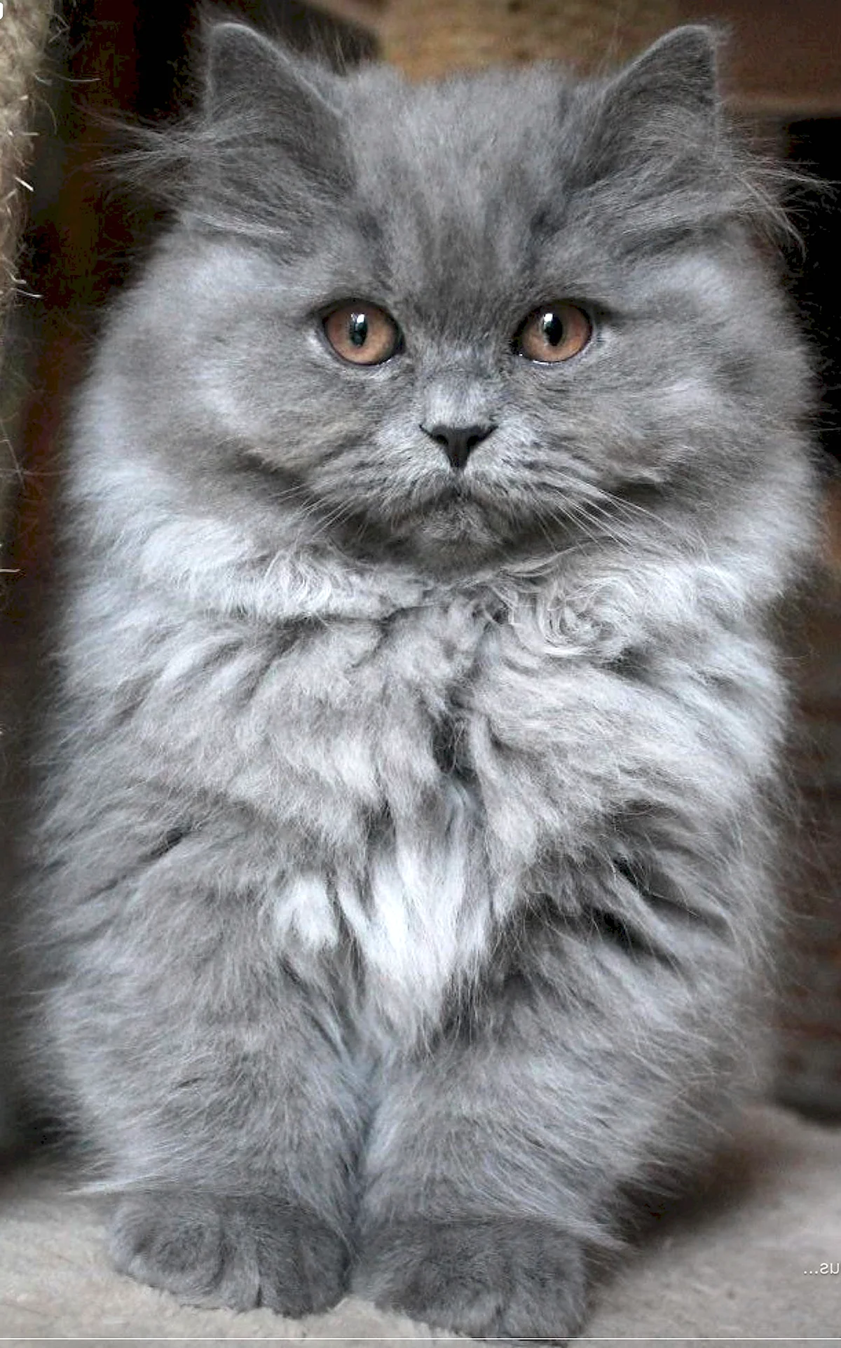 Персидская Сибирская длинношерстная кошка