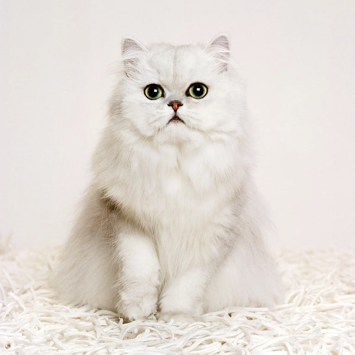 Персидская Снежная кошка