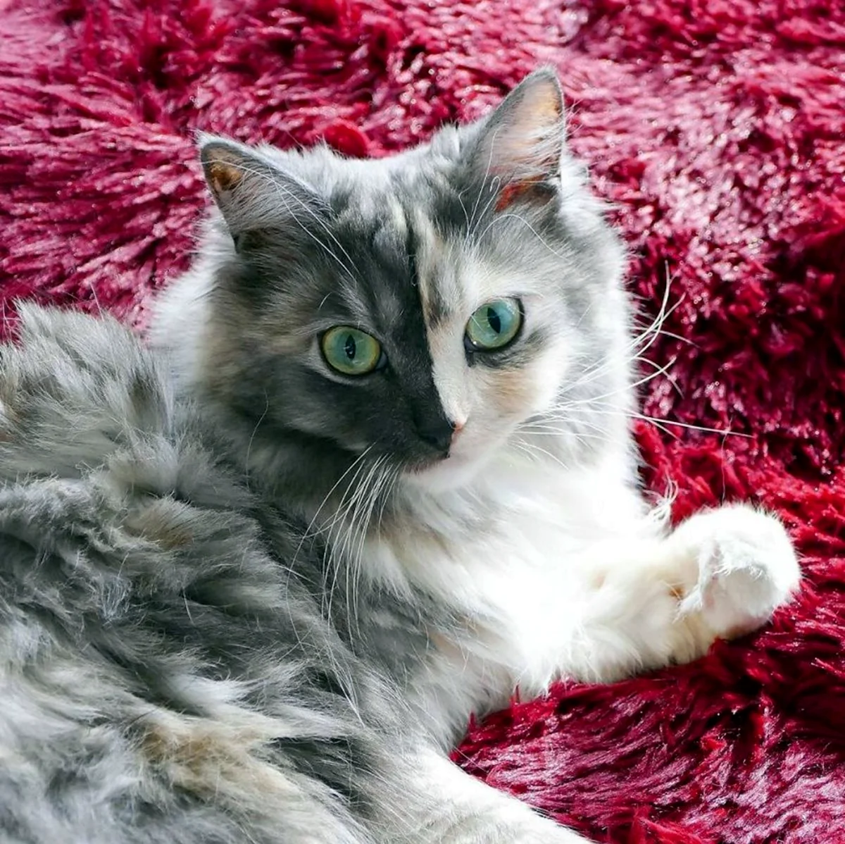Персидский Химера кошка