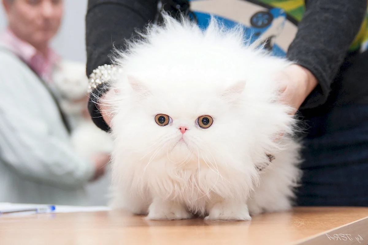 Персидский кот белый экстремал
