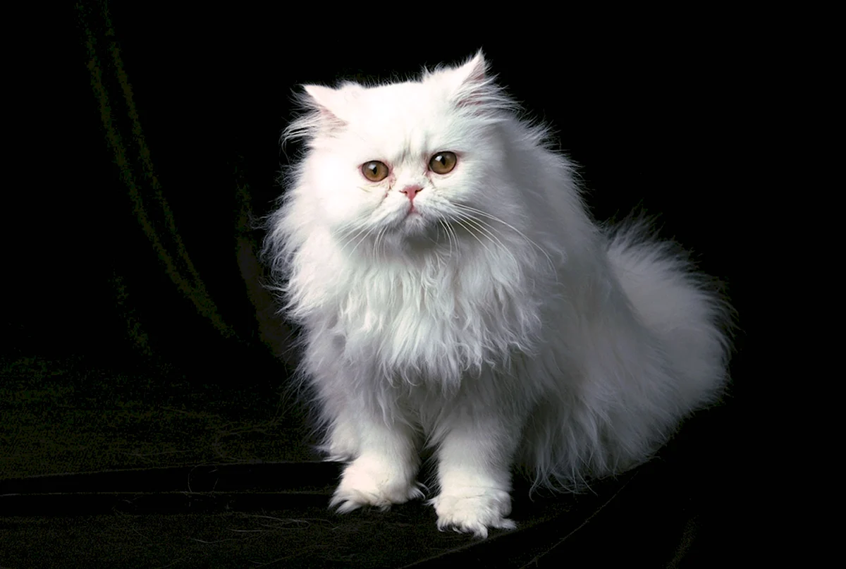 Персидский кот фото